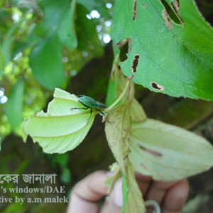 কুলের পাতার উইভিল