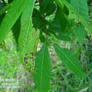 আশফলের পাতা সুড়ঙ্গকারী পোকা